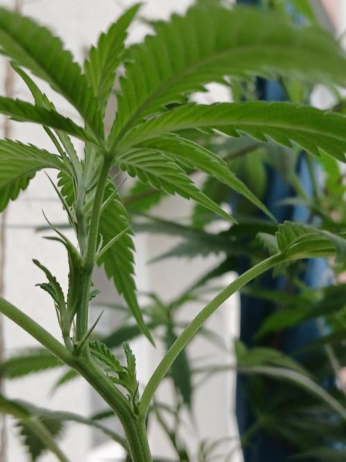 Super Sativa Seed Club Outdoor Version. Week 14