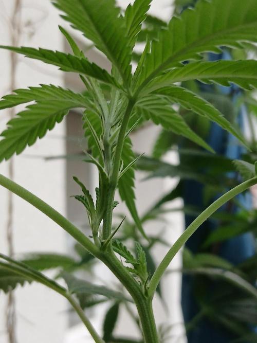 Super Sativa Seed Club Outdoor Version. Week 14