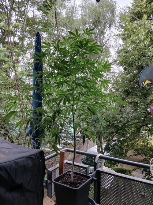 Super Sativa Seed Club Outdoor Version. Week 14