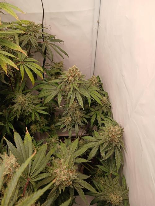 Super Sativa Seed Club Soil Version. Week 14