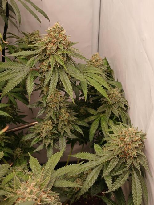 Super Sativa Seed Club Soil Version. Week 14