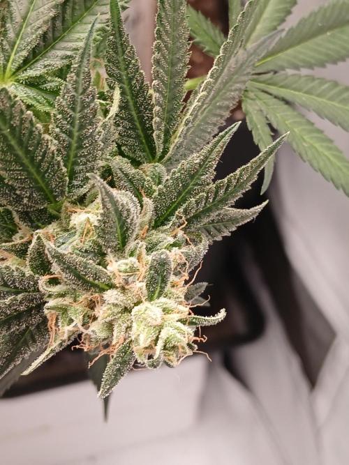 Super Sativa Seed Club Soil Version. Week 14
