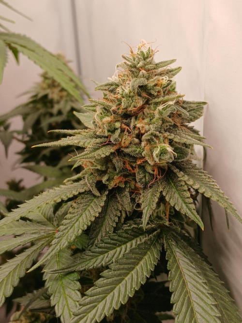 Super Sativa Seed Club Soil Version. Week 14