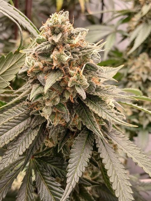 Super Sativa Seed Club Soil Version. Week 14