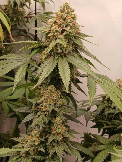 Super Sativa Seed Club Soil Version. Week 14