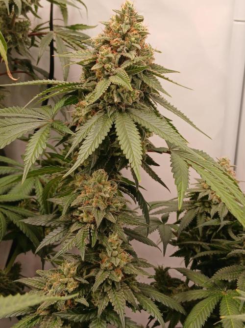 Super Sativa Seed Club Soil Version. Week 14