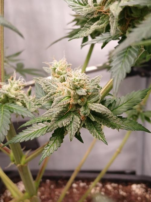 Super Sativa Seed Club Soil Version. Week 14