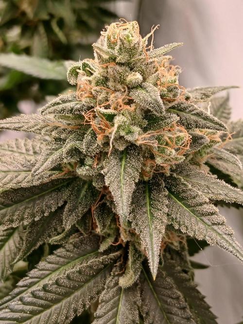 Super Sativa Seed Club Soil Version. Week 14