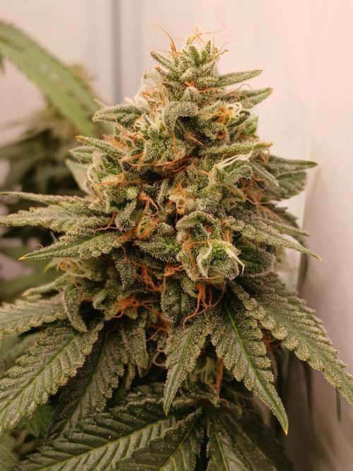 Super Sativa Seed Club Soil Version. Week 14