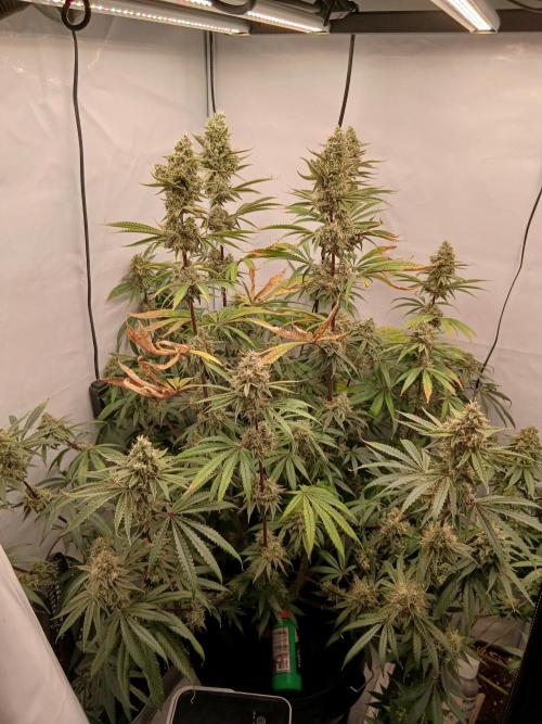 Super Sativa Seed Club DWC Version. Week 14