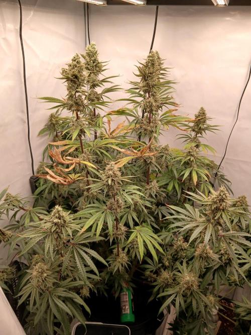Super Sativa Seed Club DWC Version. Week 14