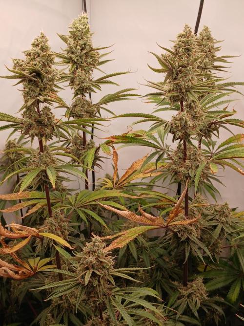 Super Sativa Seed Club DWC Version. Week 14