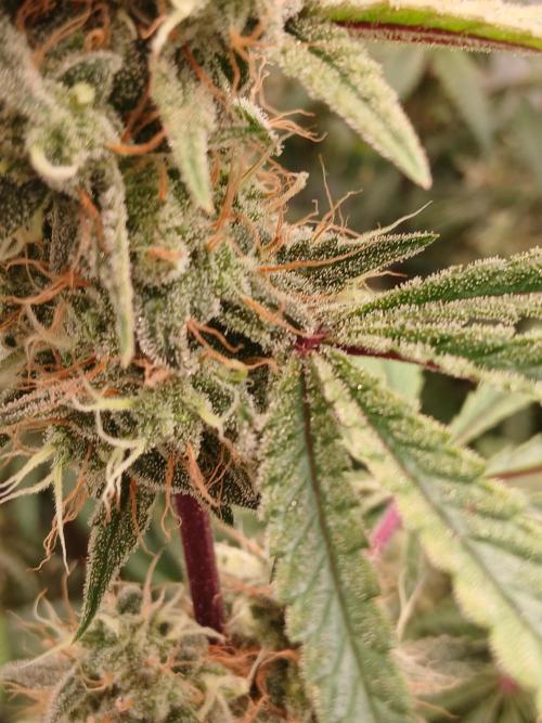 Super Sativa Seed Club DWC Version. Week 14