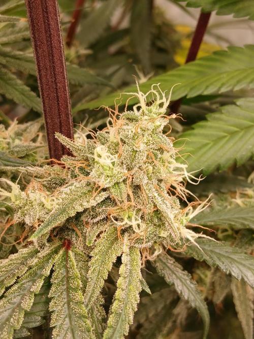Super Sativa Seed Club DWC Version. Week 14