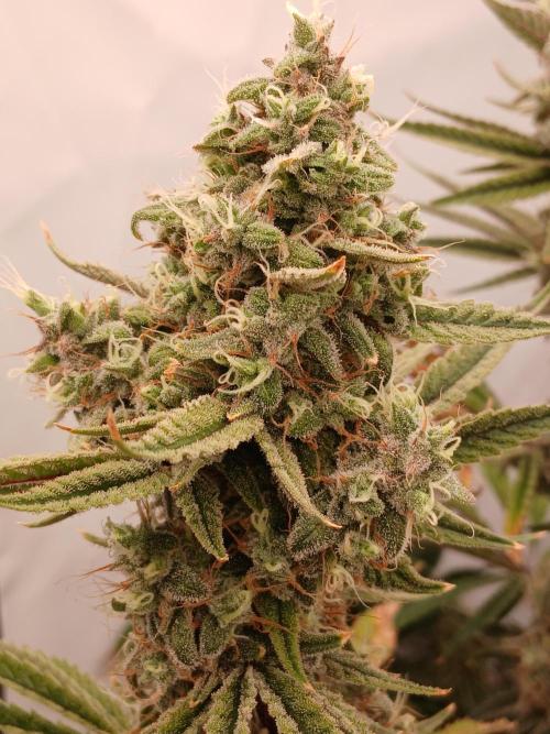 Super Sativa Seed Club DWC Version. Week 14