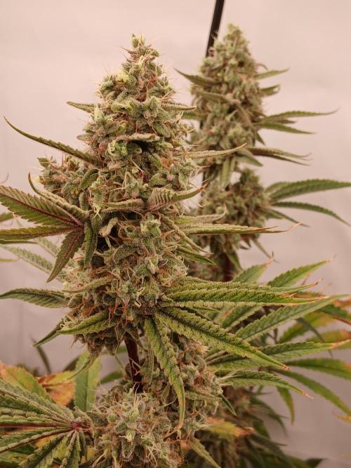 Super Sativa Seed Club DWC Version. Week 14