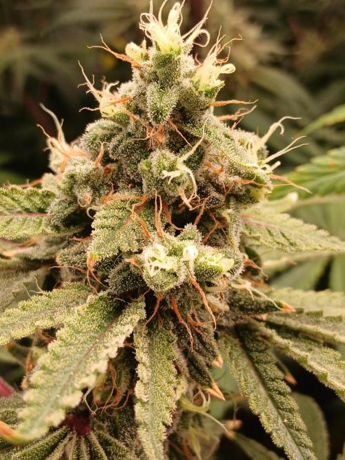 Super Sativa Seed Club DWC Version. Week 14