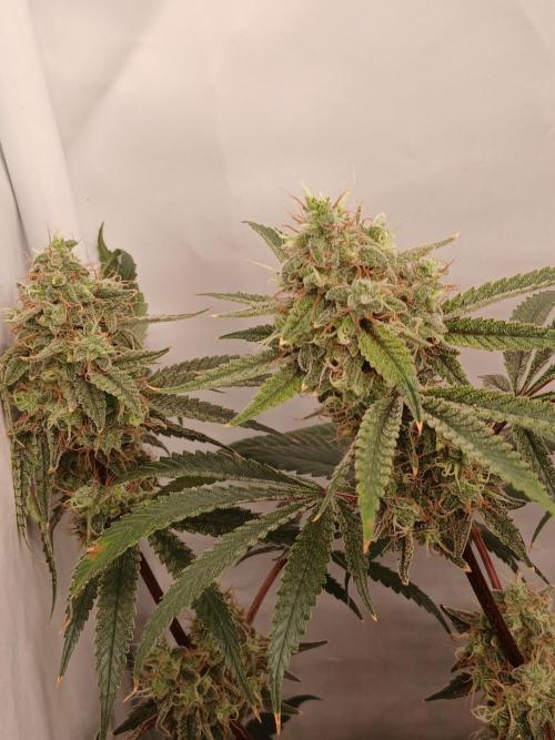 Super Sativa Seed Club DWC Version. Week 14