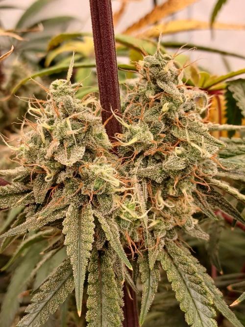 Super Sativa Seed Club DWC Version. Week 14