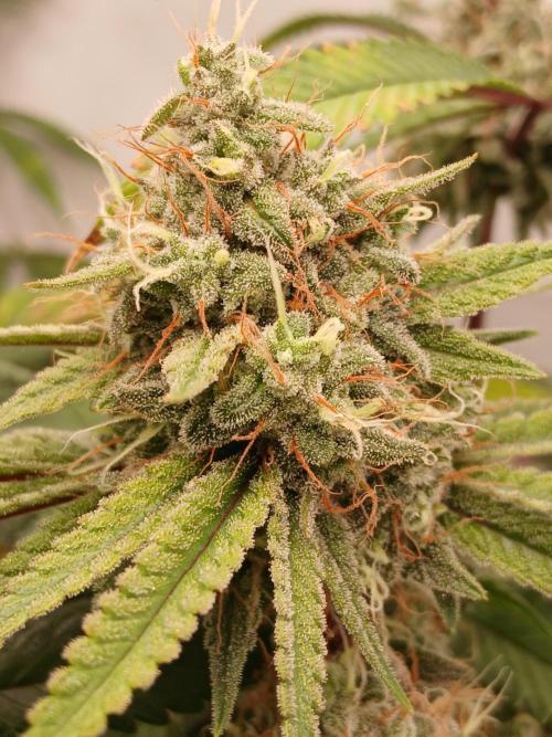 Super Sativa Seed Club DWC Version. Week 14