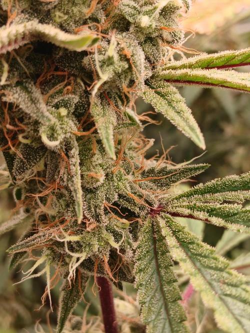 Super Sativa Seed Club DWC Version. Week 14