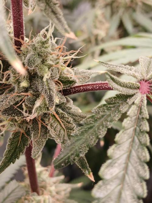 Super Sativa Seed Club DWC Version. Week 14