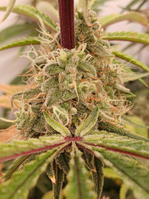 Super Sativa Seed Club DWC Version. Week 14