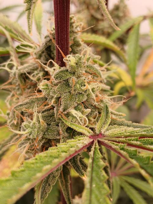 Super Sativa Seed Club DWC Version. Week 14
