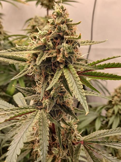 Super Sativa Seed Club DWC Version. Week 14