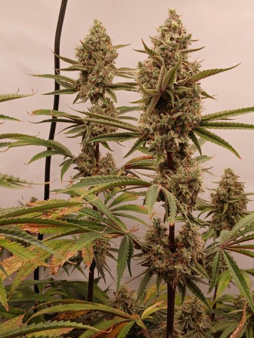Super Sativa Seed Club DWC Version. Week 14
