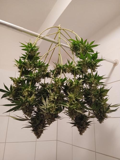 Super Sativa Seed Club Soil Version. Week 15