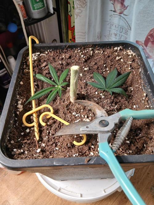Super Sativa Seed Club Soil Version. Week 15