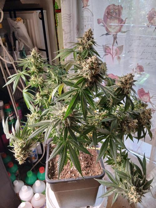 Super Sativa Seed Club Soil Version. Week 15
