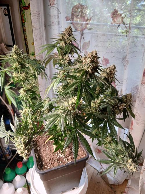 Super Sativa Seed Club Soil Version. Week 15