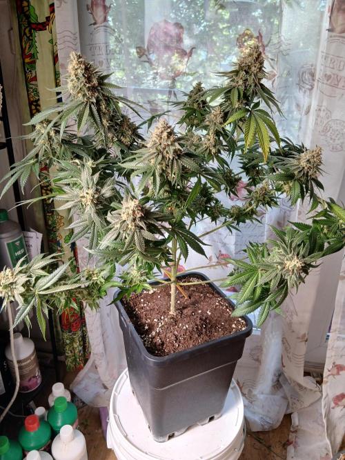 Super Sativa Seed Club Soil Version. Week 15