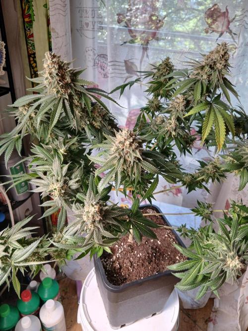 Super Sativa Seed Club Soil Version. Week 15