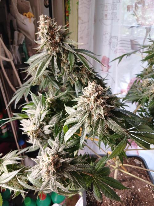 Super Sativa Seed Club Soil Version. Week 15