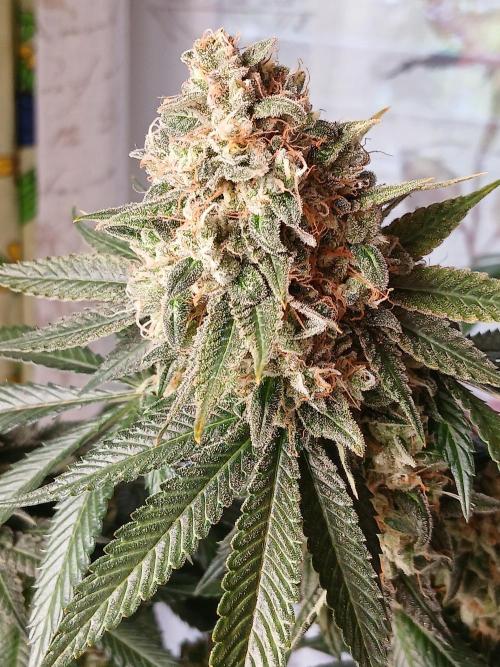 Super Sativa Seed Club Soil Version. Week 15