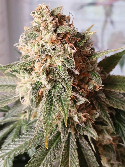 Super Sativa Seed Club Soil Version. Week 15