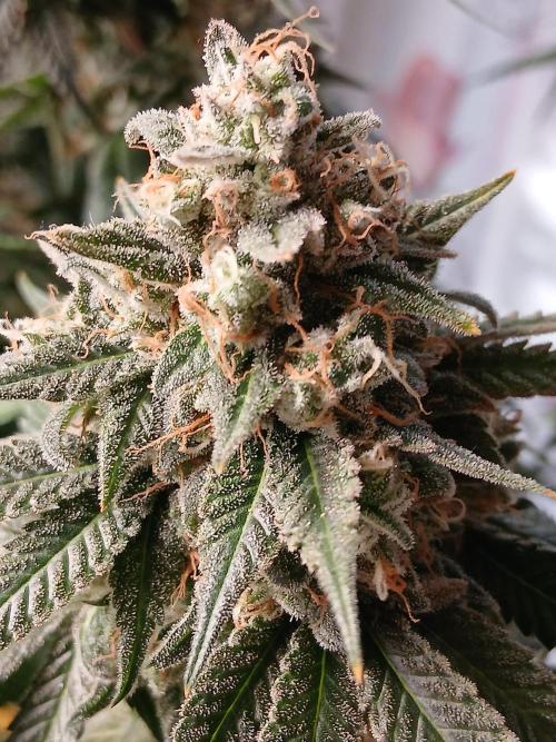 Super Sativa Seed Club Soil Version. Week 15