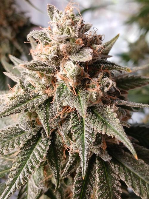 Super Sativa Seed Club Soil Version. Week 15