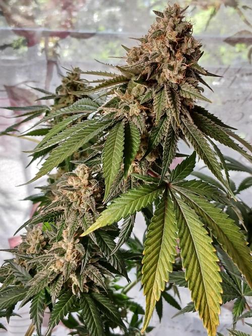 Super Sativa Seed Club Soil Version. Week 15