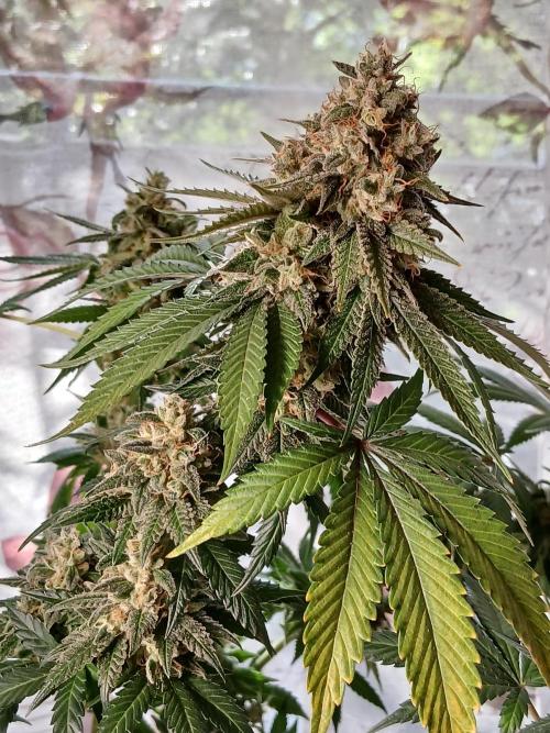 Super Sativa Seed Club Soil Version. Week 15