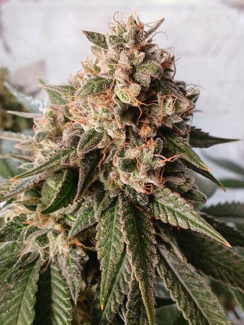 Super Sativa Seed Club Soil Version. Week 15