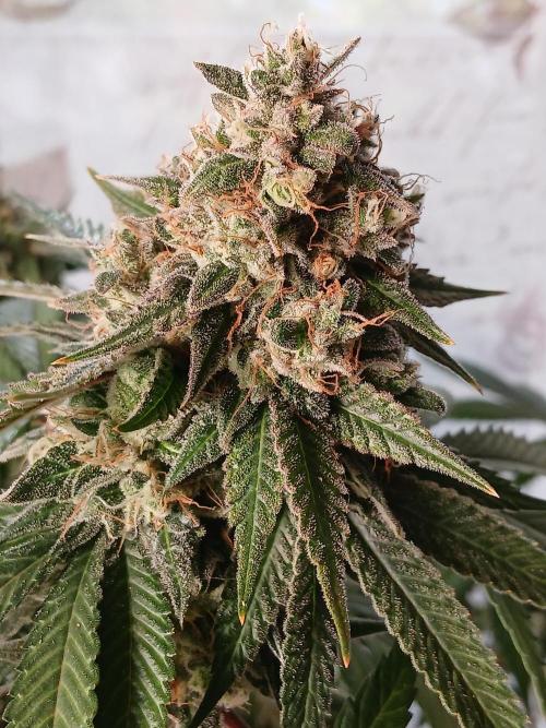 Super Sativa Seed Club Soil Version. Week 15