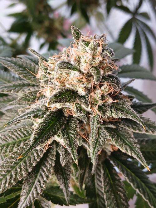 Super Sativa Seed Club Soil Version. Week 15