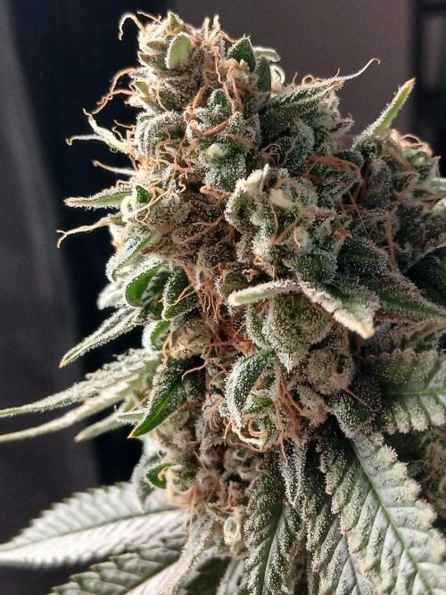 Super Sativa Seed Club Soil Version. Week 15