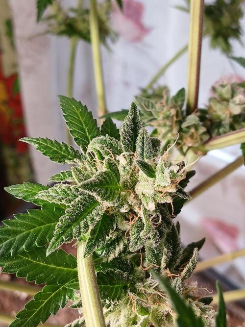 Super Sativa Seed Club Soil Version. Week 15