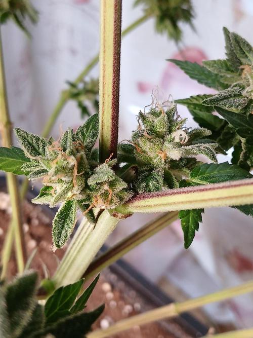 Super Sativa Seed Club Soil Version. Week 15