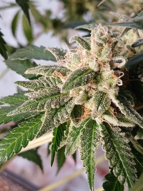 Super Sativa Seed Club Soil Version. Week 15